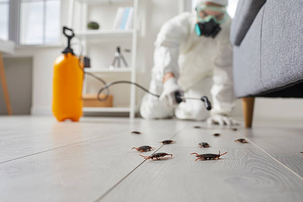 Commercial Kitchen Cockroach Control in Triana